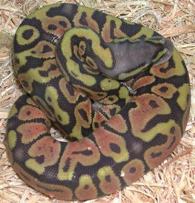 Hypo Pastel Jungle Ball Python