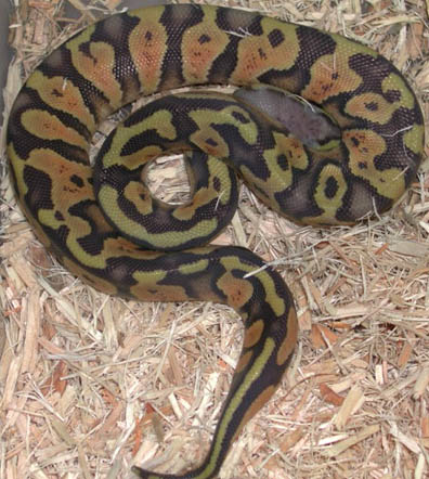 Hypo Pastel Jungle Ball Python