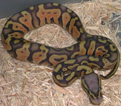 Hypo Pastel Jungle Ball Python