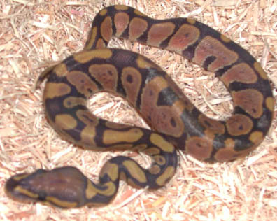 2011 Hypomelanistic Ball Python<