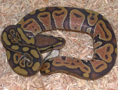 2011 Hypomelanistic Ball Python<