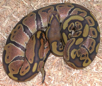 2011 Hypomelanistic Ball Python<