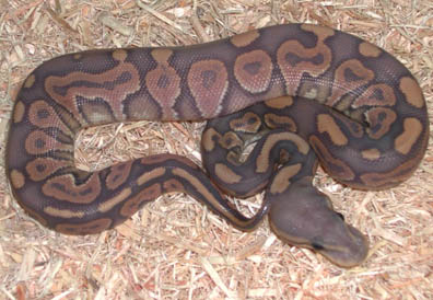 2011 Hypomelanistic Ball Python<