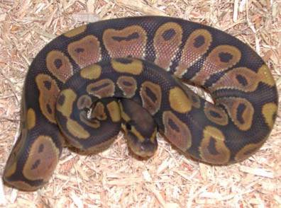 2011 Hypomelanistic Ball Python<