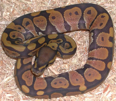 2011 Hypomelanistic Ball Python<