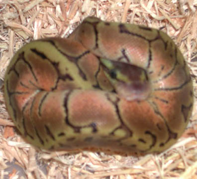 Lemon Blast Ball Python