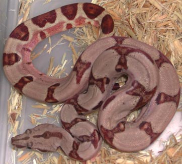 Hypo Pastel Dream Boa