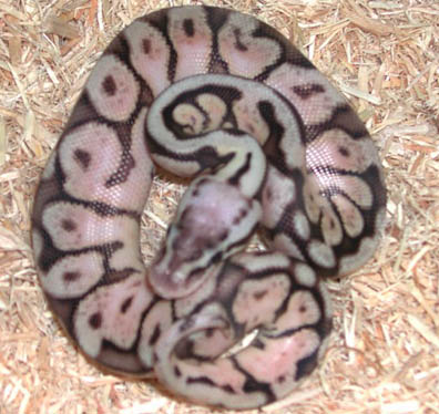 2011 Male Pewter Bee Ball Python