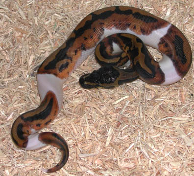 Piebald Ball Python