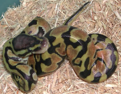 Pastel Jungle Het for Hypo Ball Python