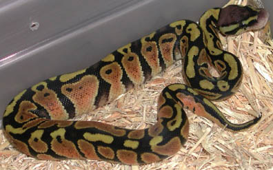 Pastel Jungle Het for Hypo Ball Python