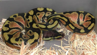 Pastel Jungle Het for Hypo Ball Python