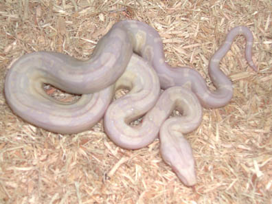 Sharp Strain Snow Boa