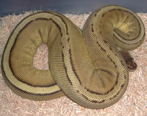 Pastel Jungle Genetic Striped Ball Python