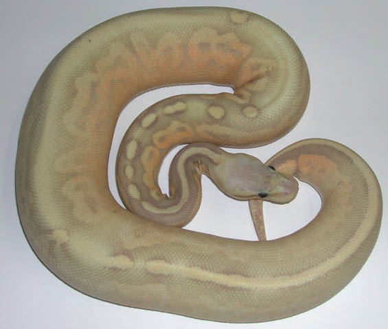 Pewter Banana Ball Python