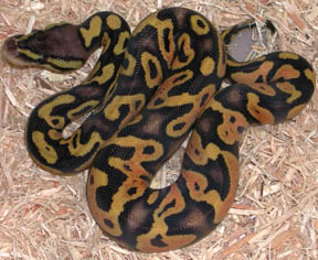 Pastel Jungle Yellow Belly Ball Python